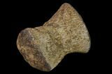 Fossil Pliosaur (Pliosaurus) Flipper Digit - England #136735-2